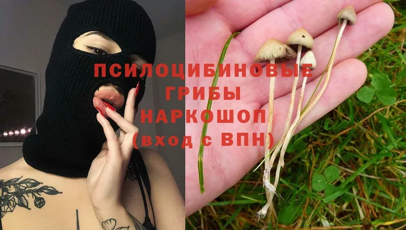 Псилоцибиновые грибы Psilocybe Себеж